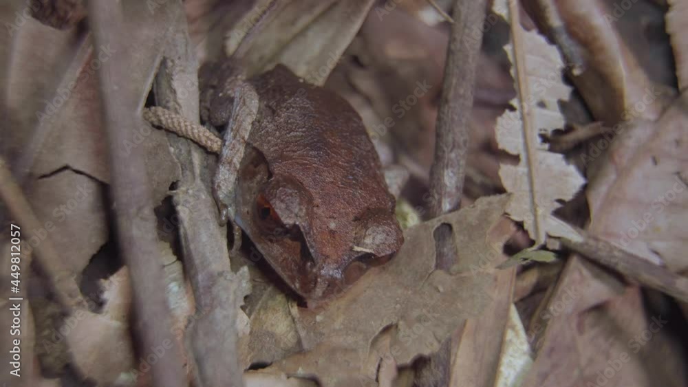 Spotted Litter Frog (Leptobrachium hendricksoni) camouflage hiding among dried leaves and branch in jungle. Night safari in tropical rainforest. Close up. Spotted Litter Frog (Leptobrachium hendricksoni) camouflage hiding among dried leaves and branch in jungle. Night safari in tropical rainforest. Close up.