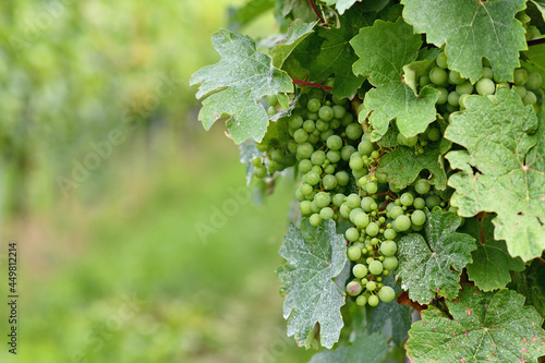 Small green wine grapes in vineyard with mildew on leaves