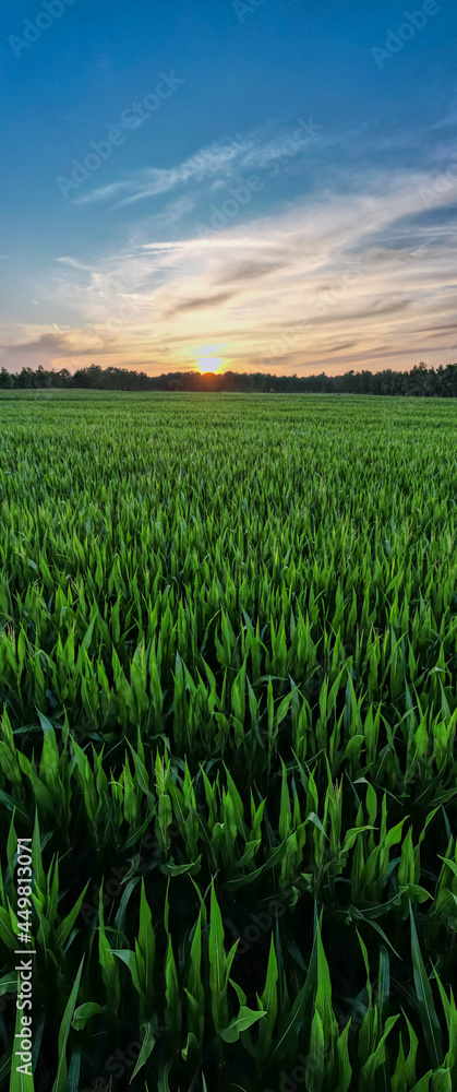 Aerial panoramic view taken by a drone of a Corn field agriculture under a sunset sky. Green nature. Rural farm land in summer. Plant growth. Farming scene. Outdoor landscape. Organic leaf. Crop