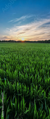 Aerial panoramic view taken by a drone of a Corn field agriculture under a sunset sky. Green nature. Rural farm land in summer. Plant growth. Farming scene. Outdoor landscape. Organic leaf. Crop