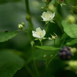 small wild white blackberry flowers with green leaves on a bush branch in nature