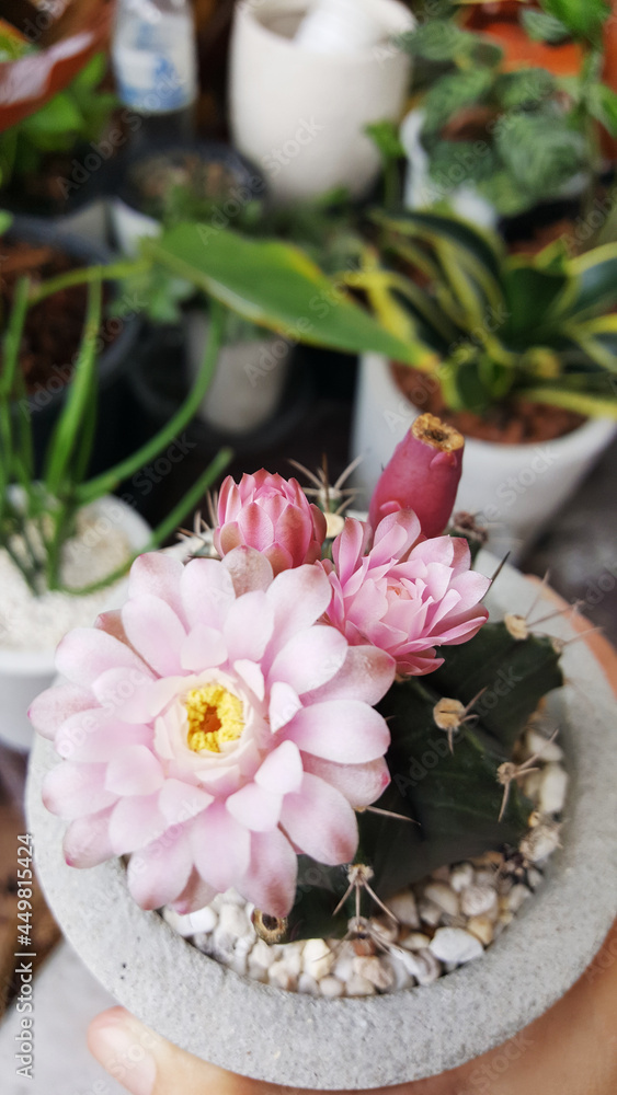 Cactus flowers in a clay pot Cactus flowers in a clay pot