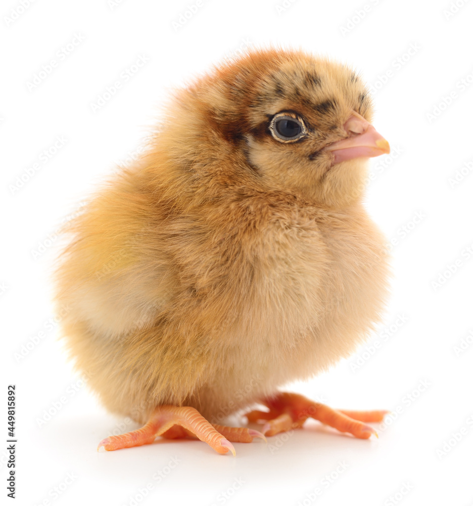 Obraz premium Small brown chicken