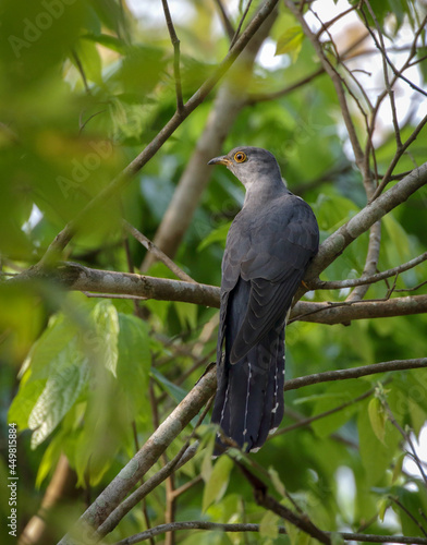 Common cuckoo.common cuckoo is a member of the cuckoo order of birds, Cuculiformes, which includes the roadrunners, the anis and the coucals. This species is a widespread summer migrant to Europe.