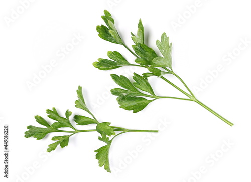 Green fresh parsley leaves isolated on white background, top view
