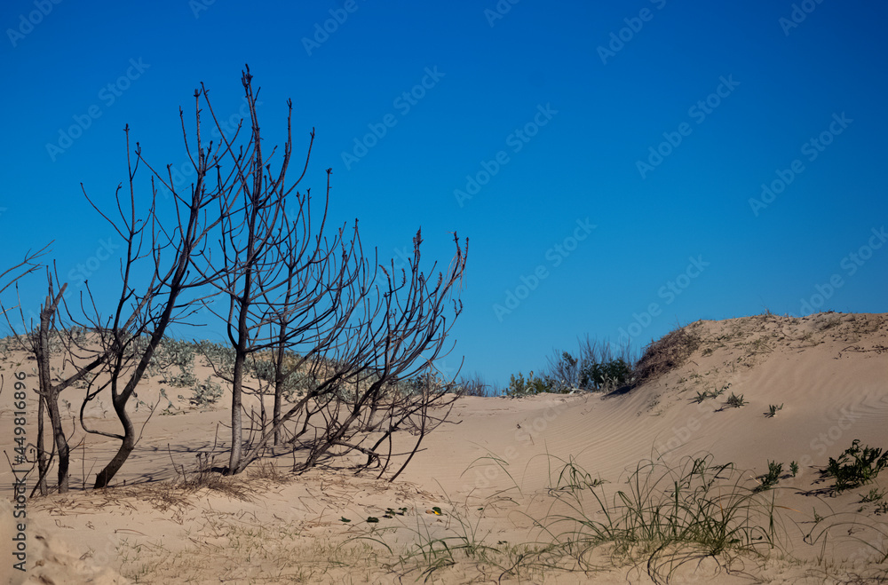 dead tree and sand