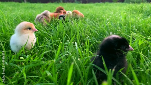 black Chickens in grass on farm. Little colorful chicks walk in nature. hens brown and yellow. Close up newborn poultry chicken beak field. adorable little chick design and decorative. Easter concept
