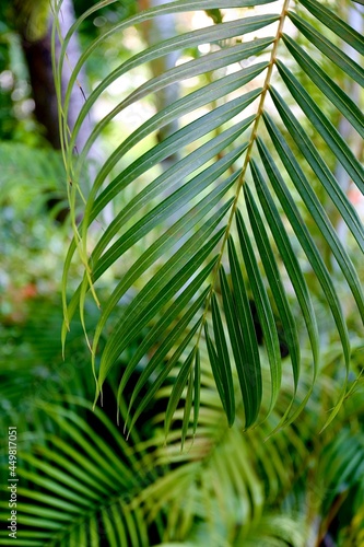 green palm leaves © Gnevkovska