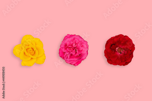 Tree colorful roses on pink background. Red, pink, and yellow roses on pink background.
