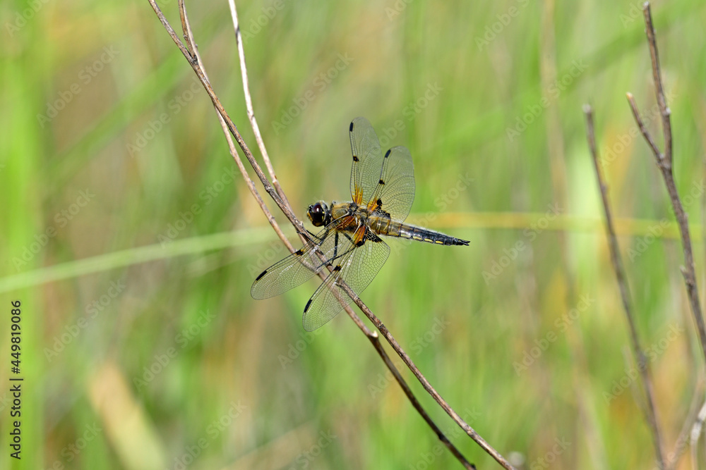 Four-spotted chaser // Vierfleck - Libelle (Libellula quadrimaculata) Four-spotted chaser // Vierfleck - Libelle (Libellula quadrimaculata)