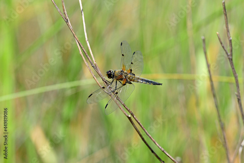 Four-spotted chaser // Vierfleck - Libelle (Libellula quadrimaculata) © bennytrapp