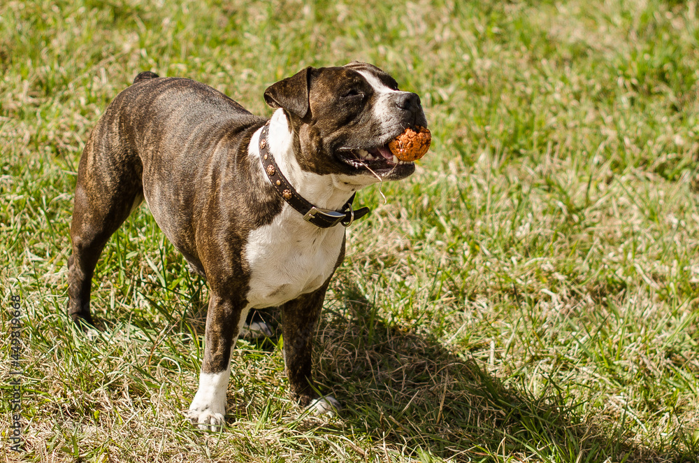 American Staffordshire Terrier or the Amstaff dog, female, standing with a ball in his mouth.