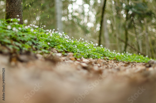 Forest  full of wood anemones in spring day.