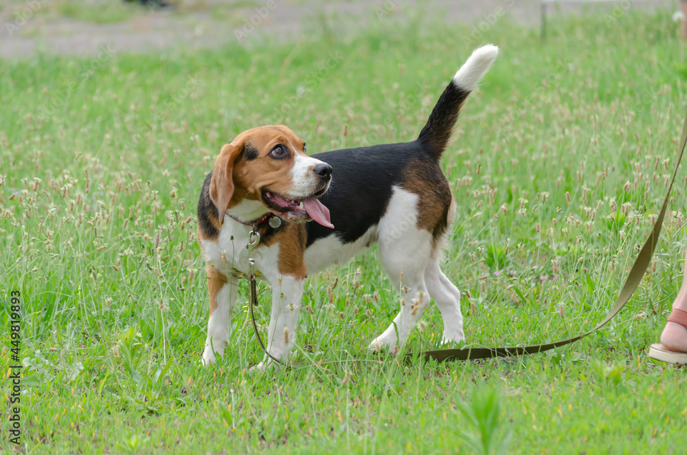 Pretty female English Beagle dog stands on green grass. Young pe