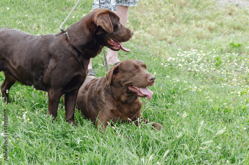 Two brown dogs on green grass. A male and female chocolate Labra