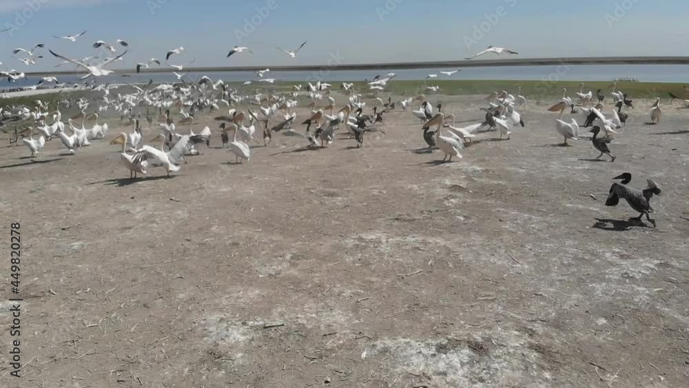 Kalmykia, nature reserve. Pelicans with chicks on the island. Kalmykia, nature reserve. Pelicans with chicks on the island.