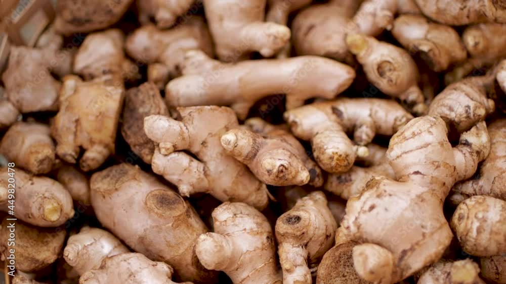 How to grow turmeric, ginger, galangal in an agricultural plot. How to grow turmeric, ginger, galangal in an agricultural plot.