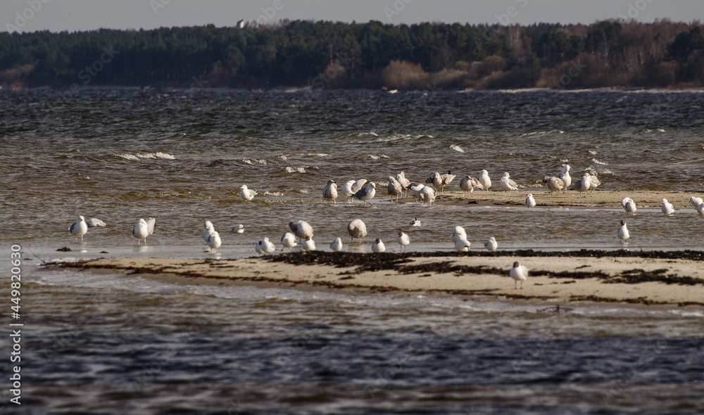 Swans and seagulls on the beach.