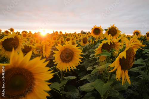 Scenic View Of Sunflower Field Against Sky During Sunset. Close up.