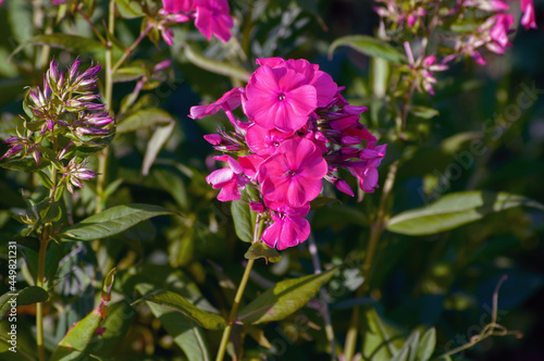 Wallpaper Mural flowers in the garden Torontodigital.ca