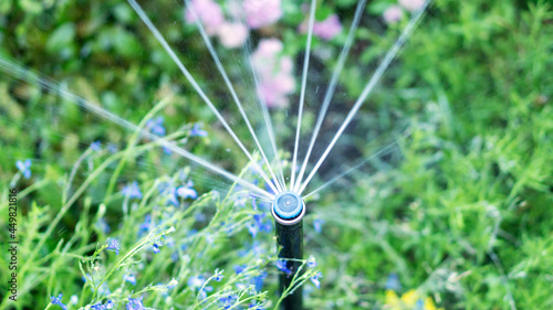 Sprinkler spraying water over grass, blue flowers. Irrigation. Garden watering.