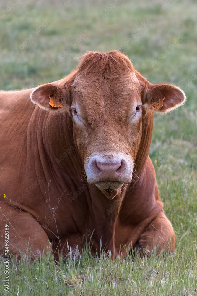 Detailed view of cow lying in pasture, beef cattle, spanish farmland Detailed view of cow lying in pasture, beef cattle, spanish farmland