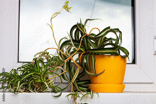 Wallpaper Mural Indoor flower chlorophytum Torontodigital.ca