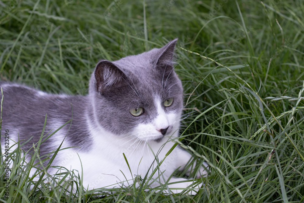 Portrait of the cat lying in green grass. Domestic cat outdoor.