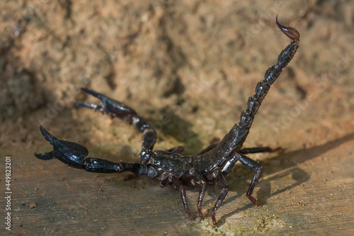 Dangerous Black Scorpion 
