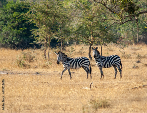 Burchell s Zebra  Equus quagga burchellii