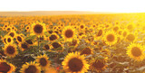 Sunflower agricultural field looks beautiful at sunset