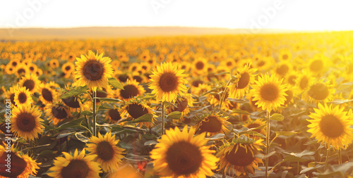 Fototapeta Sunflower agricultural field looks beautiful at sunset