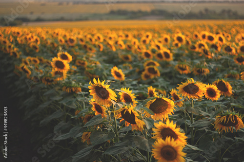 Sunflower agricultural field looks beautiful at sunset