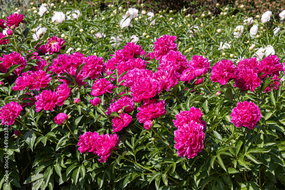Pink and white Peony flowers with beautiful green leaves bloom in summer in the garden