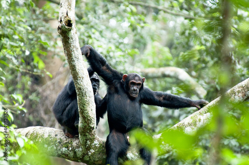 Chimpanzee  Pan troglodytes