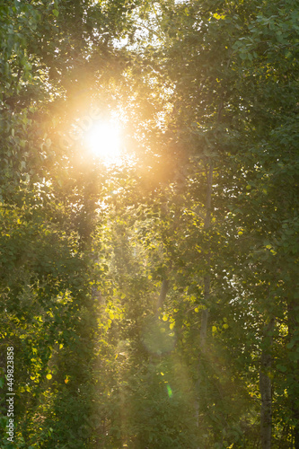 the sun shines through the green muddy foliage in the forest. a decorative background of foliage
