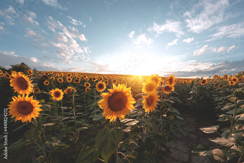 Sunflower agricultural field looks beautiful at sunset