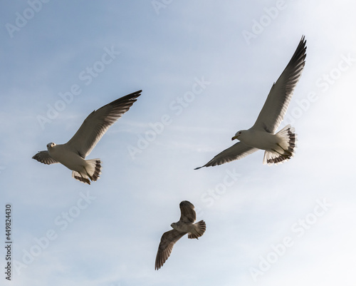 Flying seagulls over light blue sky.