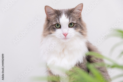 Gray cat on a white background eats a green flower in a pot. Plants and pets at home. © deine_liebe
