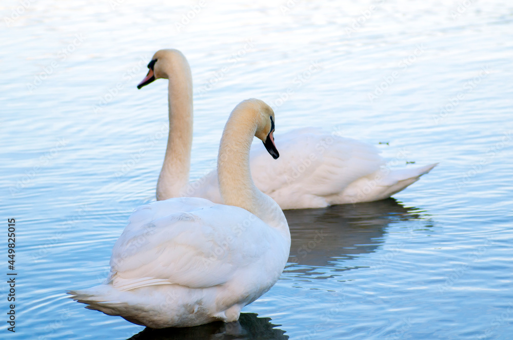 White swan onlake shore. Swan on beach. Swan on shore White swan onlake shore. Swan on beach. Swan on shore