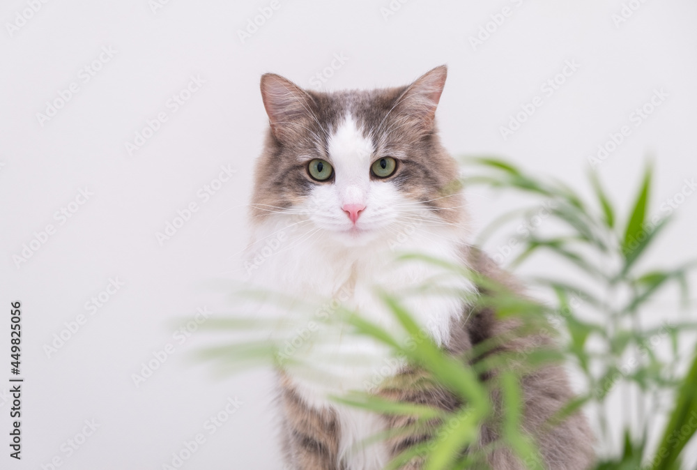 Gray cat on a white background eats a green flower in a pot. Plants and pets at home.