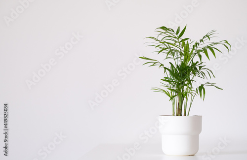 Bamboo palm or hamedorea in a pot on a white background with a place for text