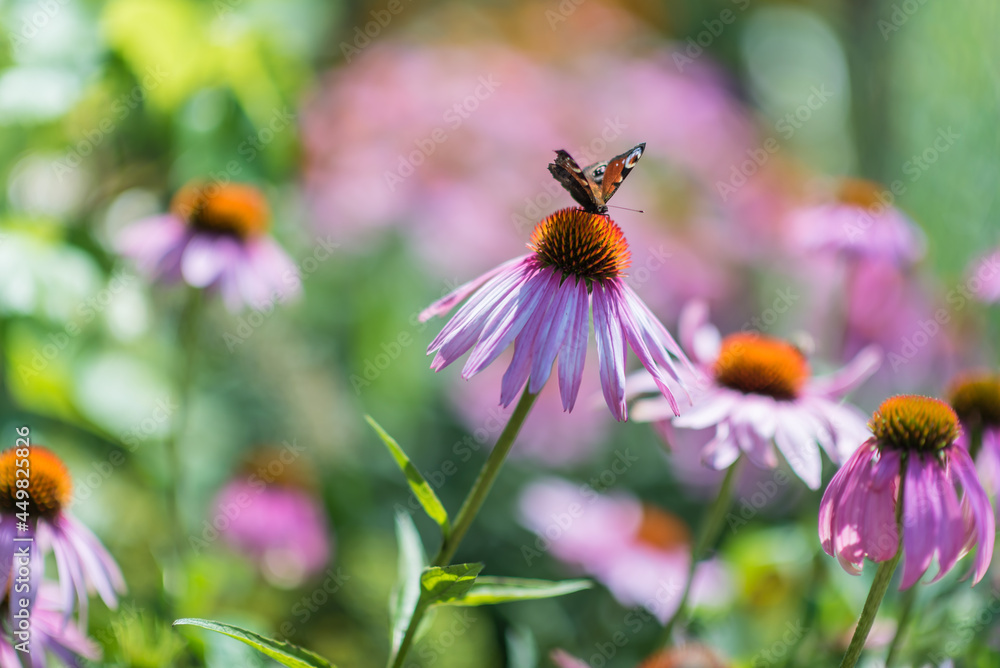 Beautiful colorful blossom garden flower in summer sunlight Beautiful colorful blossom garden flower in summer sunlight