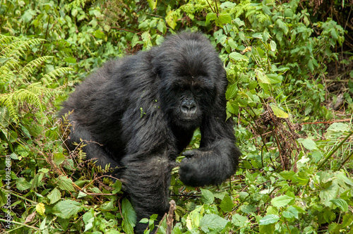 Mountain Gorilla, Gorilla beringei © AGAMI