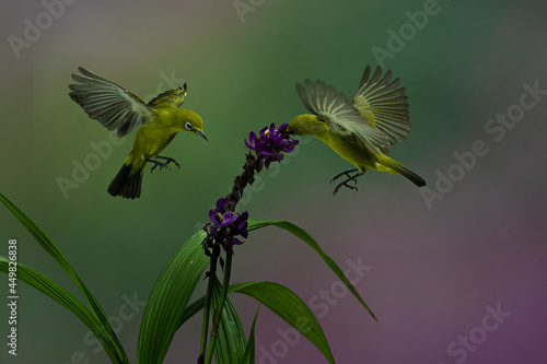 Couple of Yellow Colibri Hovering into the flower with bokeh background © lisdiyanto