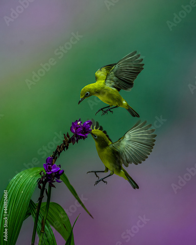 Couple of Yellow Colibri Hovering into the beautiful flower with bokeh background © lisdiyanto
