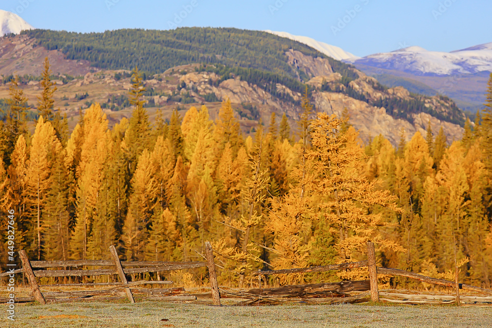 Fototapeta premium autumn taiga forest landscape, nature view fall in the mountains