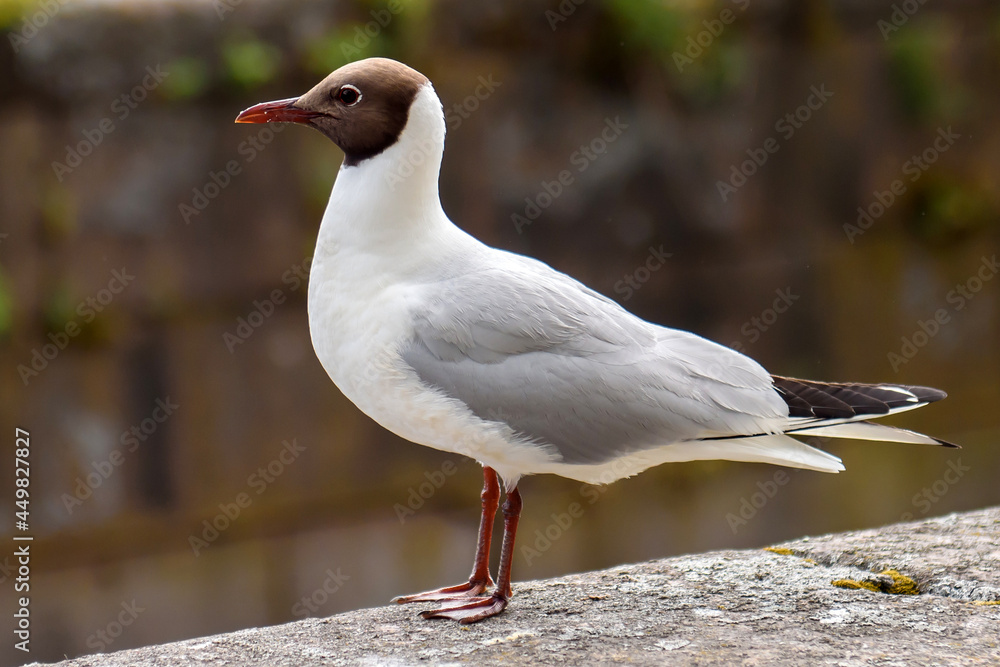 Sea gull on the old pier. Close-up of seagull bird. Sea gull on the old pier. Close-up of seagull bird.