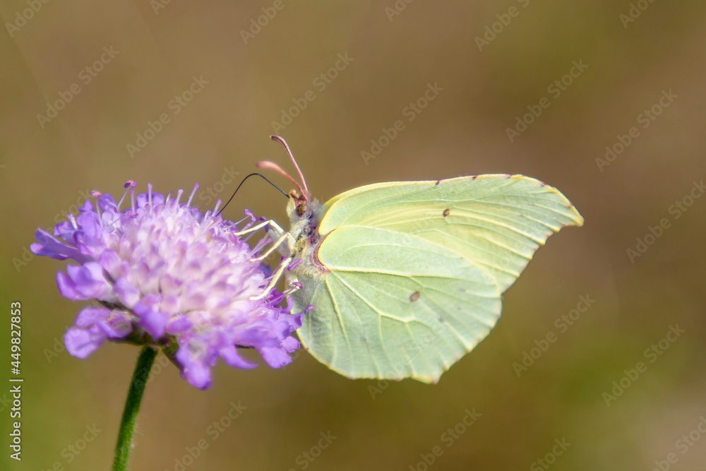 A green butterfly sits on a pink flower. An insect in the natural environment of summer nature. A green butterfly sits on a pink flower. An insect in the natural environment of summer nature.