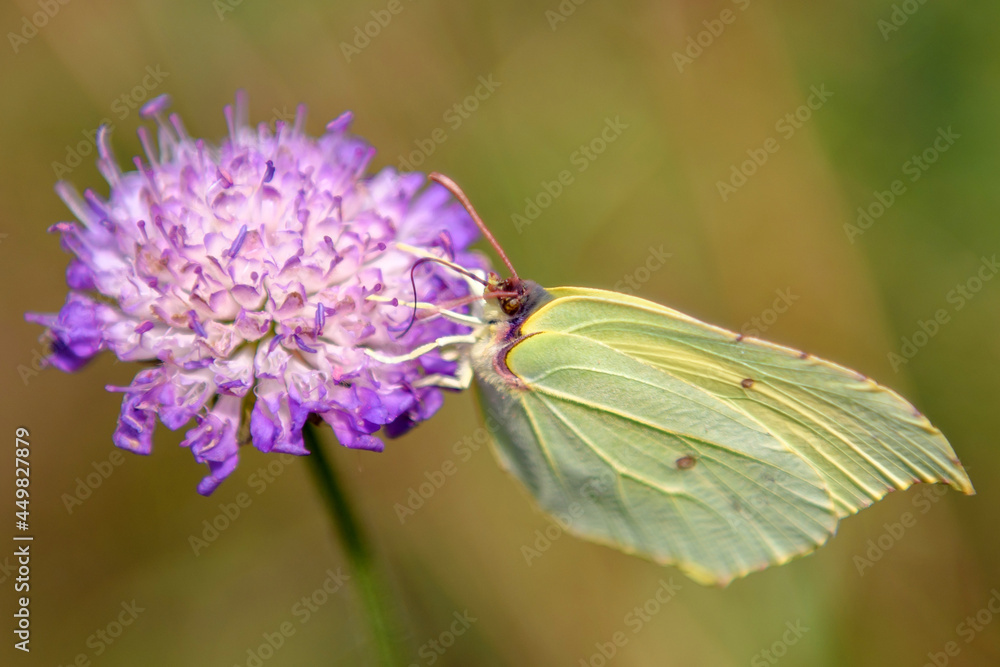 A green butterfly sits on a pink flower. An insect in the natural environment of summer nature. A green butterfly sits on a pink flower. An insect in the natural environment of summer nature.